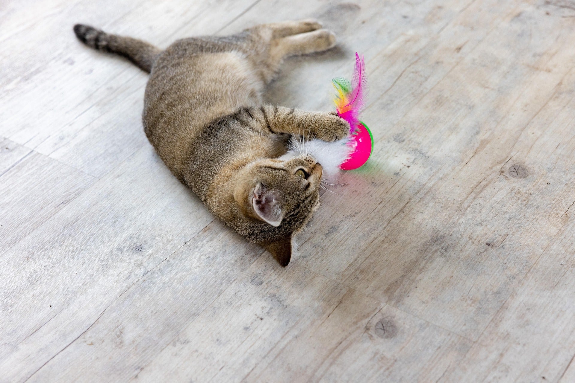 Apartment living with cats: parasite guide
