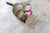 Apartment living with cats: parasite guide