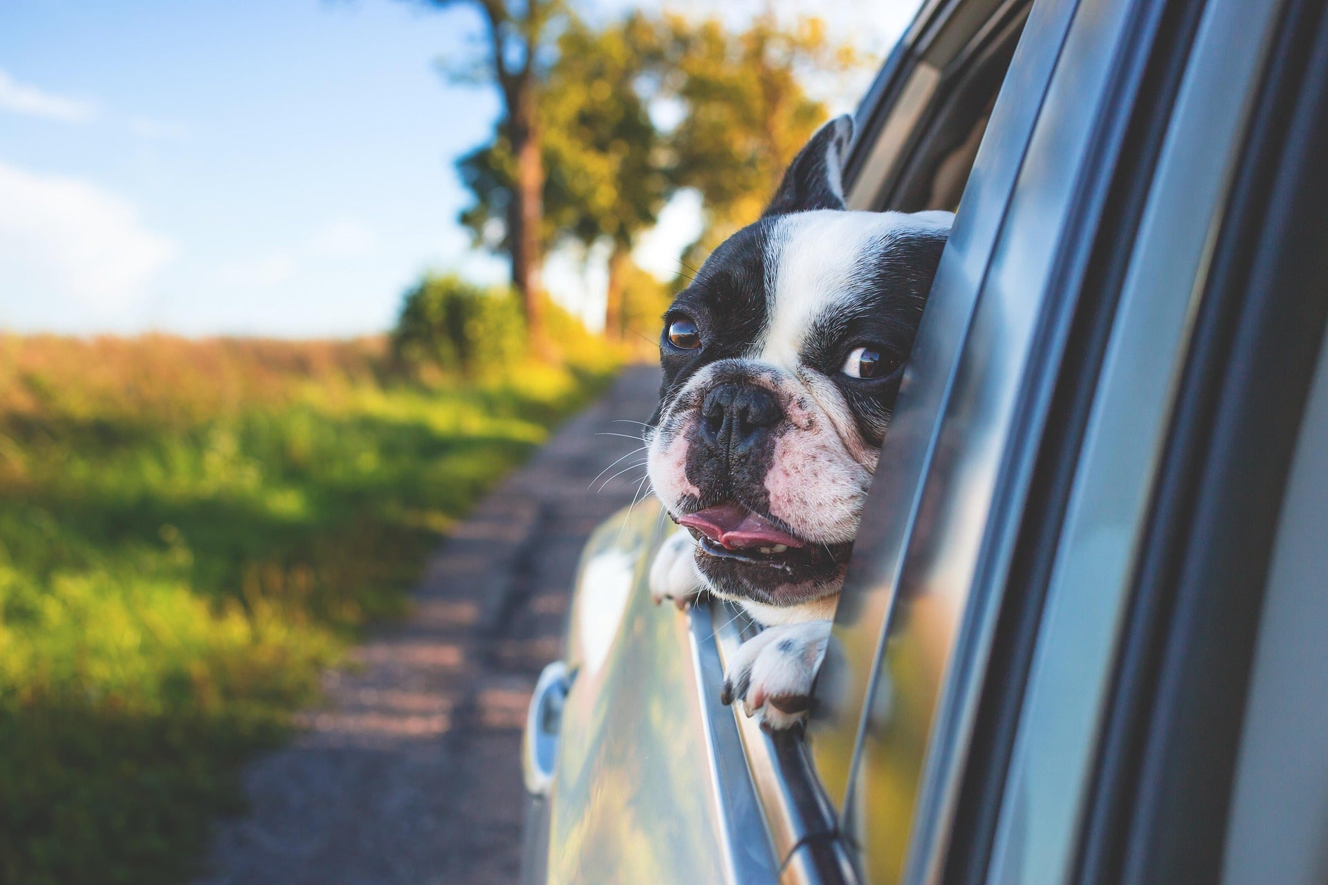 Pre-travel parasite pack list for Australian pet owners