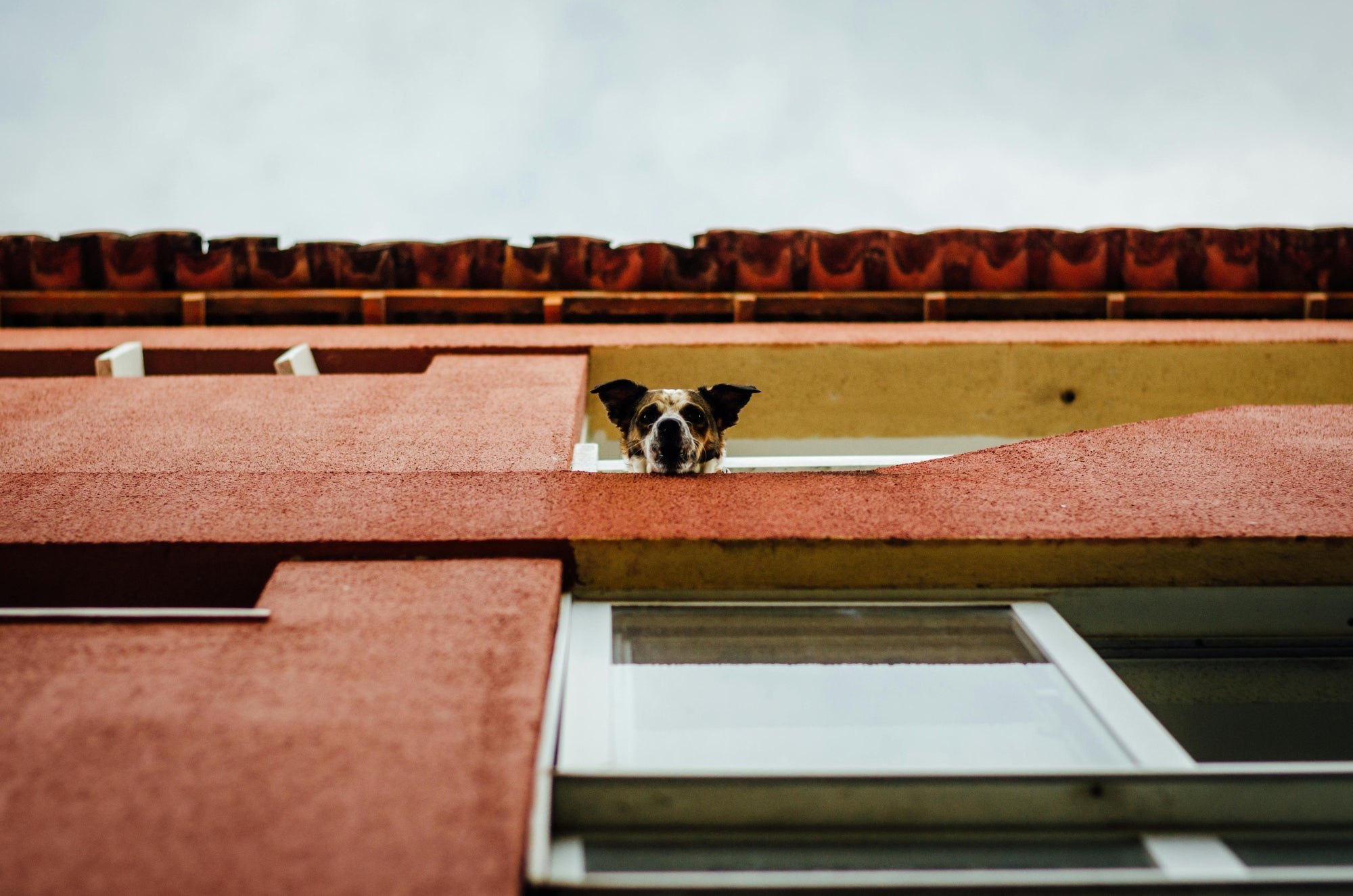 Moving house with pets: parasite checklist