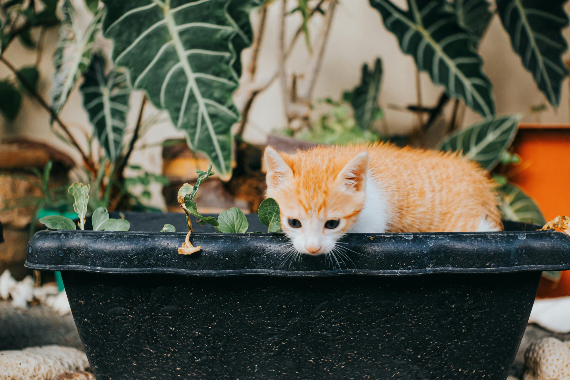 DIY vs professional flea control in Australia