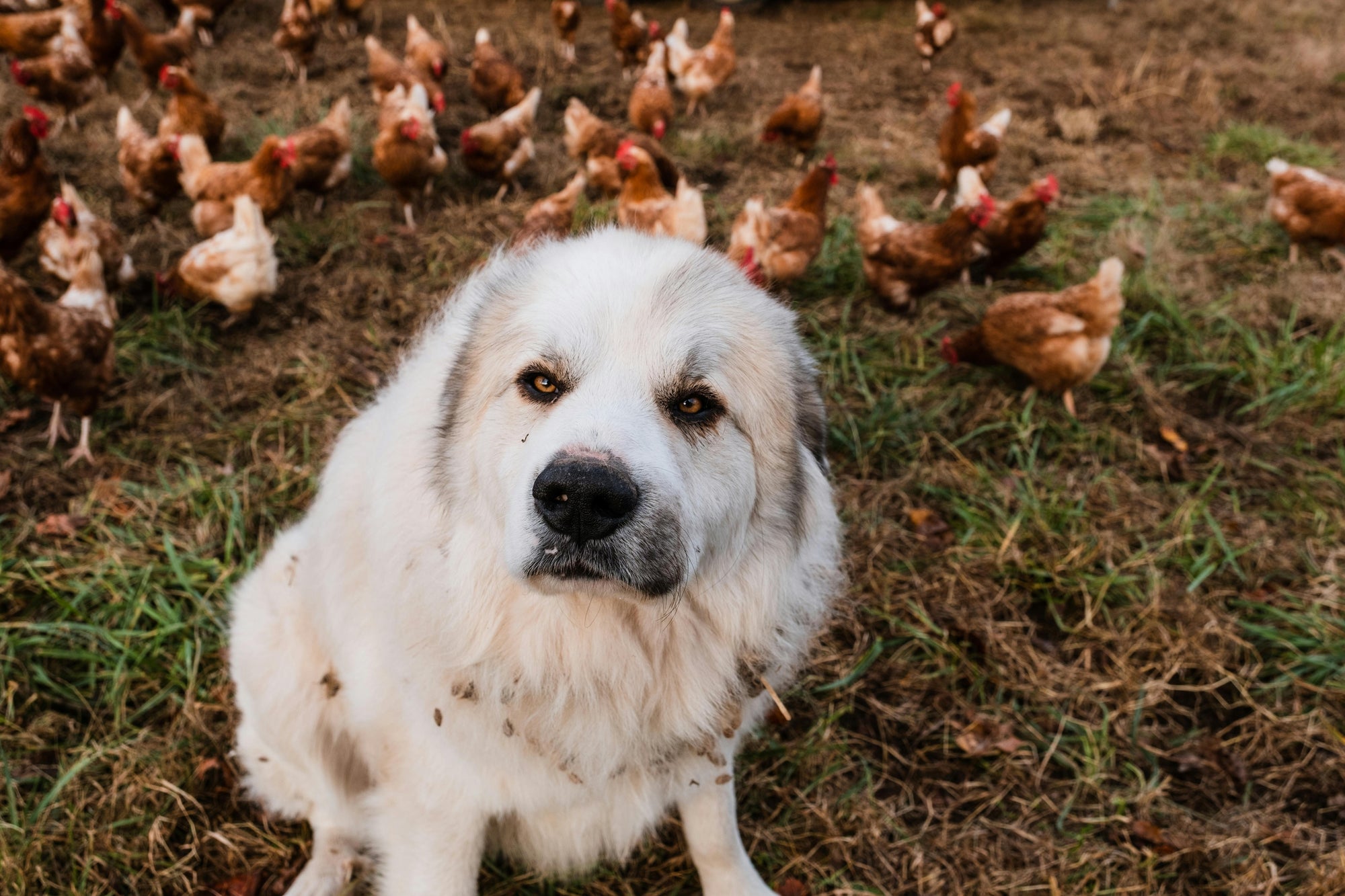 Parasite control for backyard chicken households in New Zealand