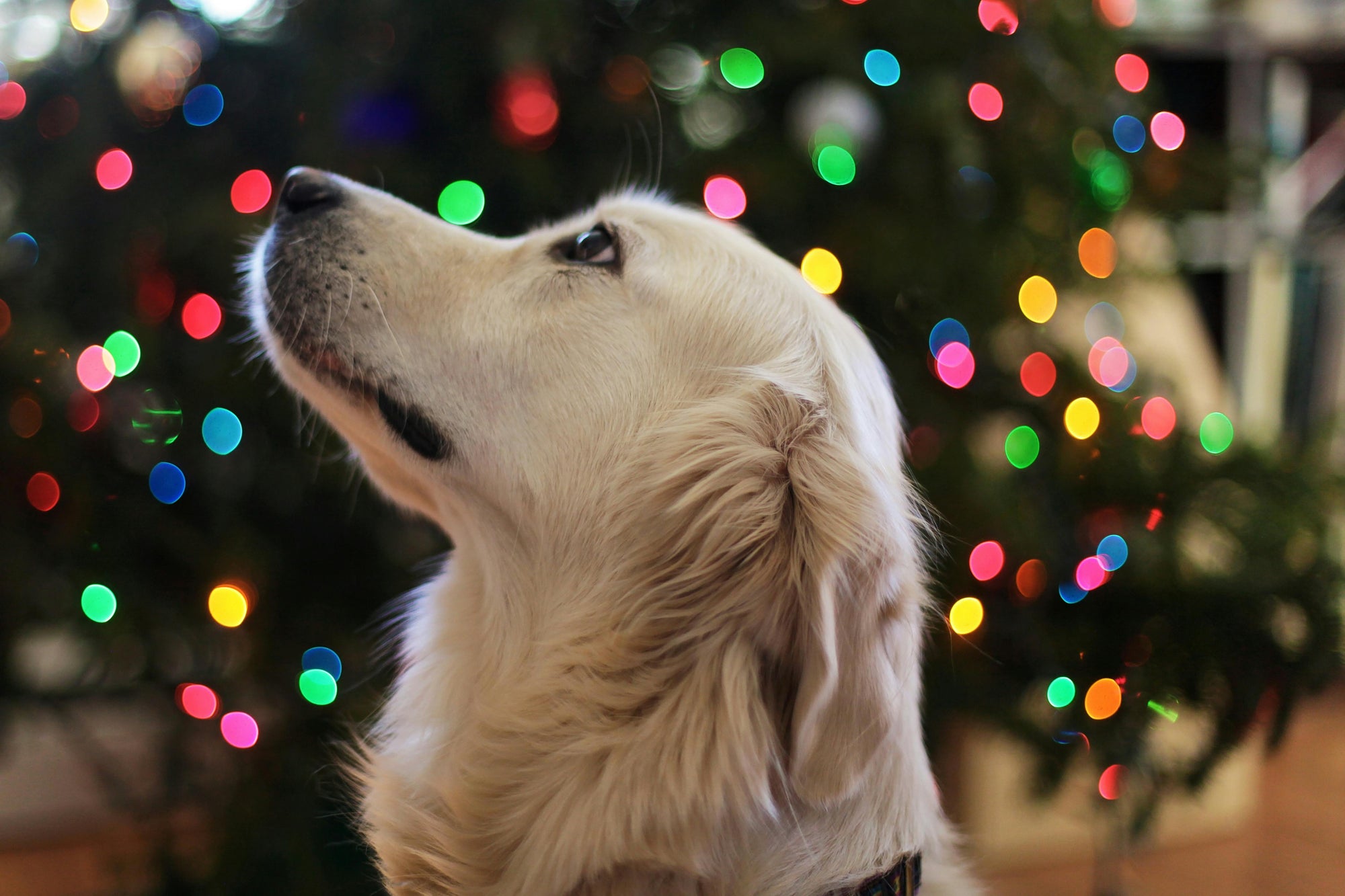 Coastal holiday homes: parasite guide for Aussie pets