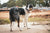 Travelling tradies with dogs: parasite guide